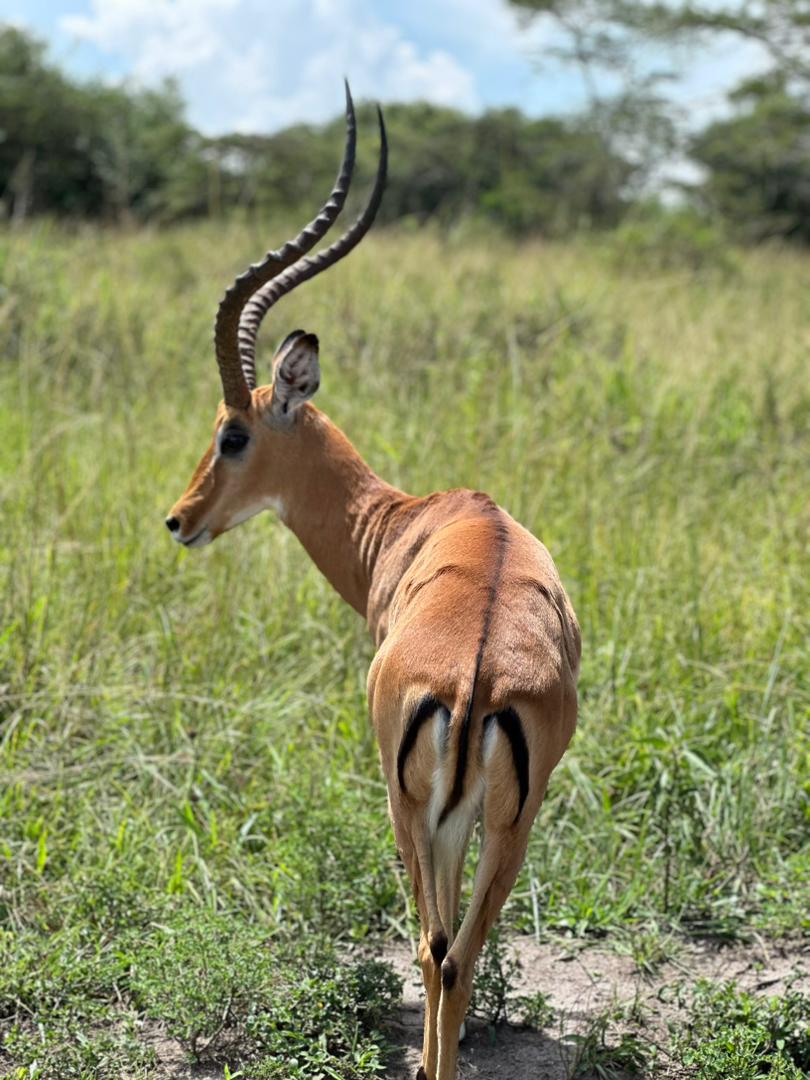 Discover Uganda's Wild Heart